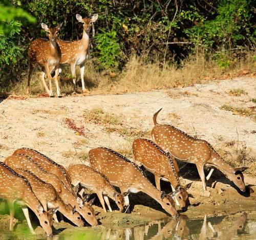 a group of gazelle drinking from the water at Serene Park Hotel By Ark in Tissamaharama