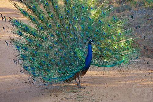a peacock with its feathers out on the ground at Serene Park Hotel By Ark in Tissamaharama