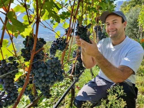 a man is holding up a bunch of grapes at Agritur Calvola in Tenno