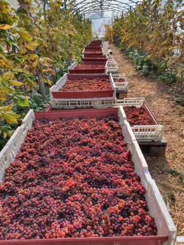 a row of containers filled with strawberries in a garden at Agritur Calvola in Tenno