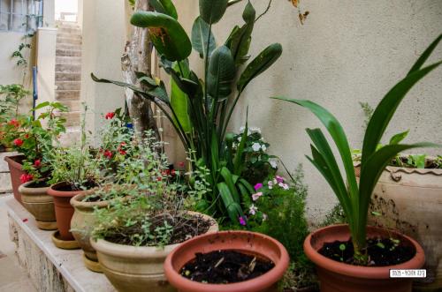 a row of potted plants sitting on a ledge at Alexandra House in Nazareth