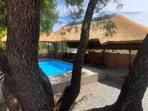 una piscina con un ombrellone di paglia e due alberi di Victoria Oaks Beaufort West Guesthouse a Beaufort West