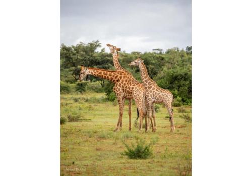 Animales en el hotel o alrededores