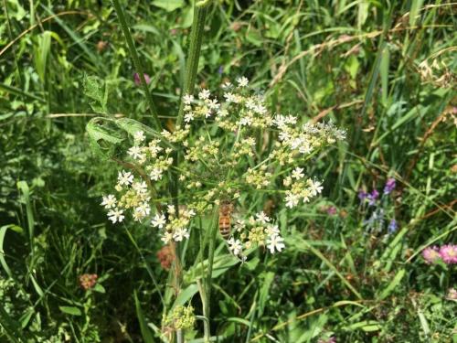 a bunch of white flowers in a field of grass at Holiday home Kate keit in Altenhof