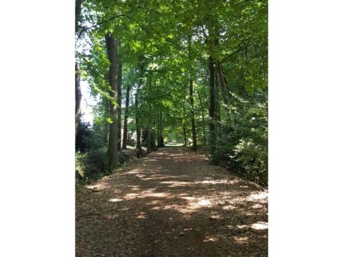 a path in the woods with trees on both sides at Holiday apartment Aufderhaar in Ostbevern