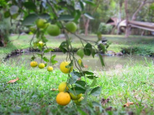 a bunch of oranges on a tree in the grass at La Posada del Cucú in Salento