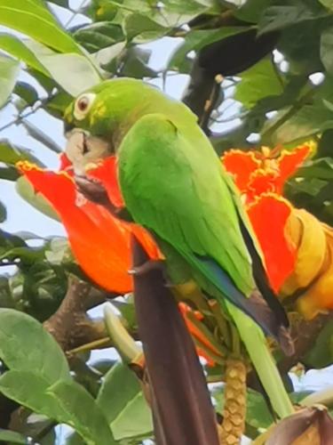 a green and orange parrot sitting on a tree branch at Ocean view Rocky Hill in Content