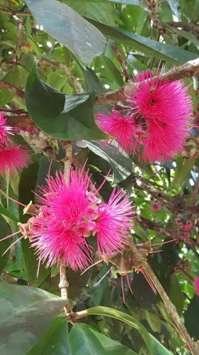 a bunch of pink flowers on a tree at Ocean view Rocky Hill in Content