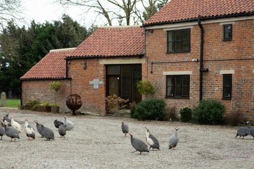 eine Herde von Vögeln, die vor einem Haus stehen in der Unterkunft Brickfields Farm in Kirkbymoorside