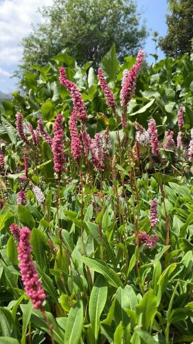 a bunch of purple flowers in a field at ANGELA Landhaus Fine Serviced Apartments and Double Rooms in Lech am Arlberg