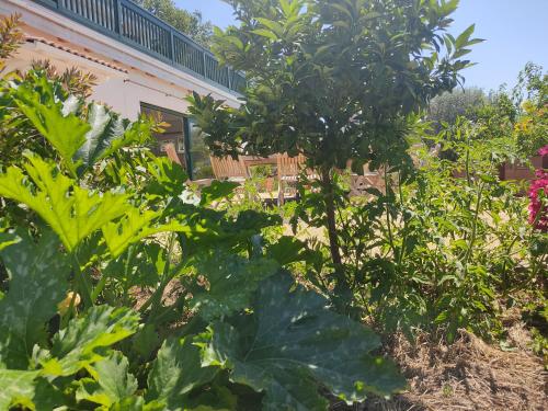 a garden with plants in front of a house at LES JARDINS CELESTES in Saint-Genest-de-Bauzon
