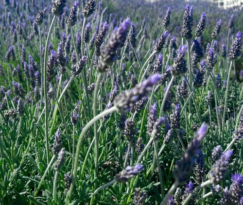 a field of lavender with purple flowers at Vamos a PERTE DE VUE Linge de maison fournie in Empuriabrava