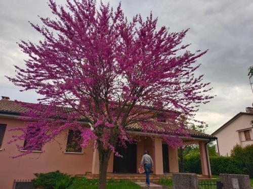 ein Baum mit lila Blumen vor einem Haus in der Unterkunft La taverna di Anna in San Pietro di Feletto
