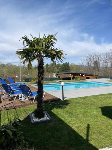 a palm tree sitting next to a swimming pool at Villa Dimo Topal in Ohrid