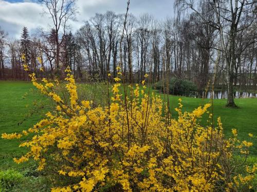 a bush with yellow flowers in a field at Privat lejlighed på landejendommen Frederiks-Eg in Herlufmagle