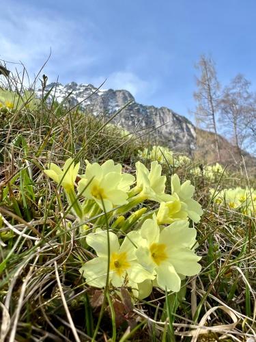 Eisenerz Alpine Apartement RoSy