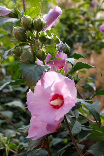 a pink flower is growing on a plant at Albergo della Ceramica in Villanova Mondovì