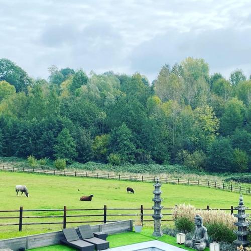 two animals grazing in a field with a fence at Familie & Vriendenwoning met fantastisch uitzicht in Ellezelles