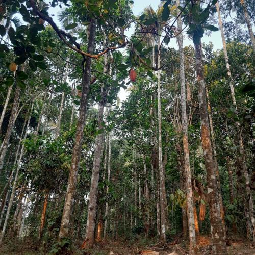 a grove of tall trees in a forest at White Rose in Chekadi