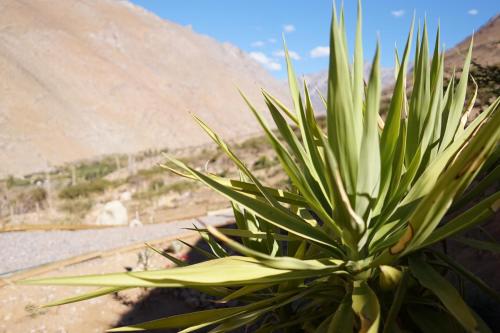 a green plant sitting in front of a mountain at Cumbres de Alcohuaz in Alcoguaz
