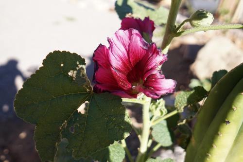 a pink flower on a plant with a green leaf at Cumbres de Alcohuaz in Alcoguaz