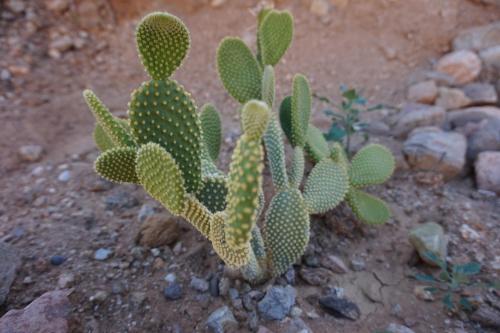 a small green cactus in the dirt at Cumbres de Alcohuaz in Alcoguaz