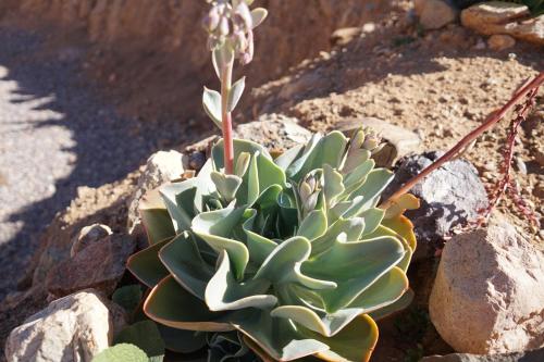a succulent plant sitting on a pile of rocks at Cumbres de Alcohuaz in Alcoguaz