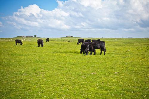 a herd of cows grazing in a field of grass at Anker's Hörn - Hotel & Restaurant auf der Hallig Langeness in Langeneß
