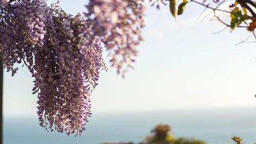 サレルノにあるRESIDENCE SOLARIDE apartments, FREE PRIVATE PARKING WITH VIDEOSURVELLIANCE and SHUTTLE SERVICEの紫色の花束