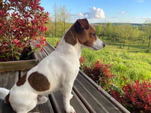a brown and white dog sitting on a bench at Maison écologique de qualité supérieure in Monflanquin