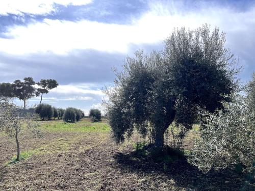 アヴォラにあるCasa del Carruboの畑の中の木