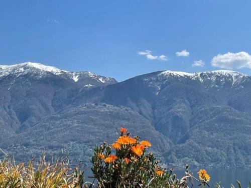 uma vista para as montanhas com uma flor no primeiro plano em Ascona Residenz Sollevante em Ascona