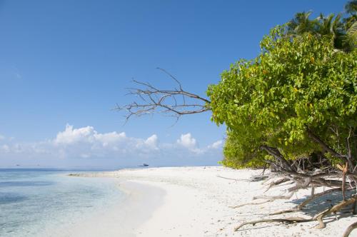 a white beach with trees and the ocean at Masfalhi View Inn in Felidhoo