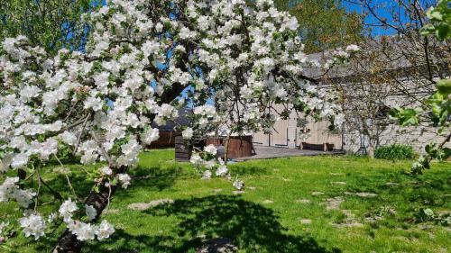 a tree with white flowers in a yard at Siedlisko Bolek in Nadrybie