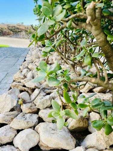 a stone wall with a tree and rocks at Little Haven in St Helena Bay