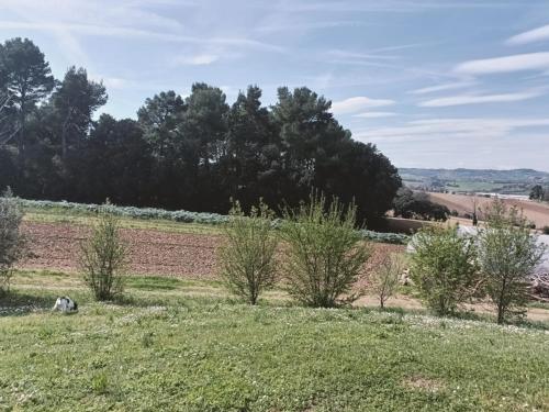 a field with trees on the side of a hill at Venticello Del Conero in Gli Angeli