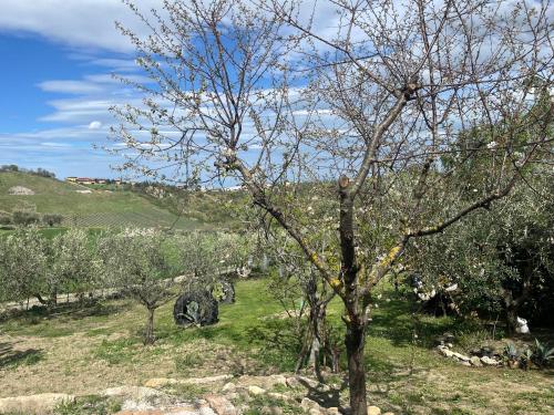 a tree with white flowers on it in a field at Relaxing farmhouse in San Marino