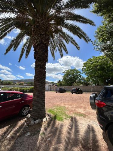 a palm tree in a parking lot with two cars at Hotel Tamariz in Piriápolis