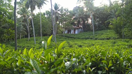 Jardín al aire libre en Leisure Land