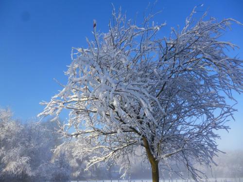 a tree covered in snow with a blue sky at A La Maison d'Ode in Sainte-Ode