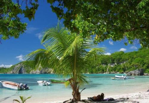 uma palmeira numa praia com barcos na água em Studio de charme au Gosier em Le Gosier