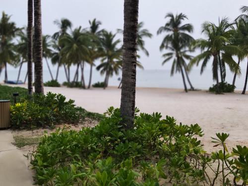 a row of palm trees on the beach at Stella Marina Boutique Hotel in Phu Quoc