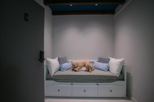 ein Hund, der auf einer Couch in einem Zimmer liegt in der Unterkunft Bluewaters Collab Quarters in Singapur