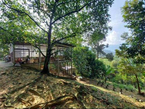 Kampong Sungai Tamu的住宿－Hulu Tamu Off Grid Morrocan styled Hill Top Villa，前面有一棵树的房子