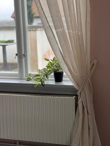 a plant sitting on a window sill with a curtain at Svabesholms Kungsgårds B&B och Pensionat Stenshuvud in Kivik