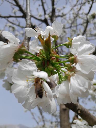 uma abelha sentada numa flor branca numa árvore em Mateo & Sara Guesthouse. em Libohovë