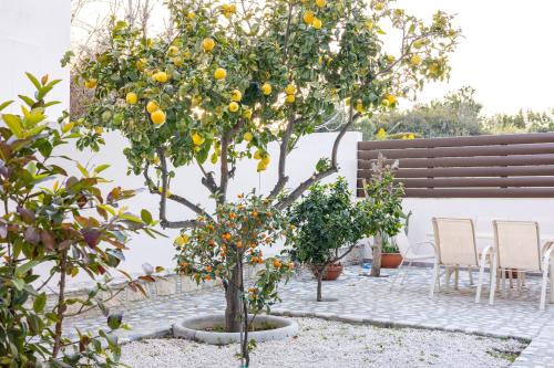 Κήπος έξω από το Villa Joan