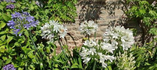 a bunch of white and purple flowers in a garden at Talvern, Les Mouettes à Landévant in Landévant