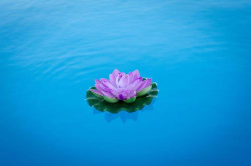 a pink water lily in a pool of water at Kuća za odmor 'Luca' in Ljubuški