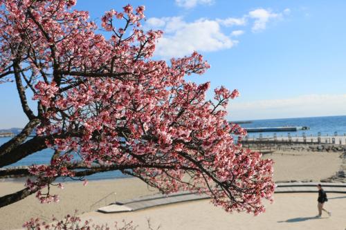 a tree with pink flowers on the beach at Kiten - slow & work stay - in Atami